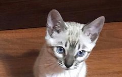 사진첩 대방출 삼이