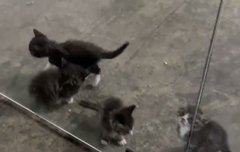 어디보자 고양이 네마리니까..