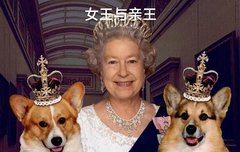 영국 사람들은 여왕의 눈에도 그녀의 개보다 중요하지 않다