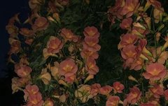 난 카리나 끈기가 그저 대단하다..