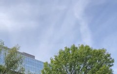 비둘기 날려보내기