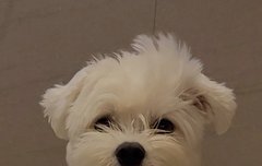 정원이가 마음이(yes 퍼피)사진 올려줬다