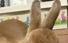 ㅅㅍ) 피크 ㅈㄴ 귀엽다