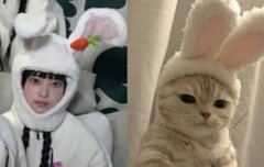 토끼탈을 쓴 고양이 모음