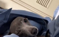 테리랑 음빠빠 ㄹㅇ 주인들이랑 똑같이 생김