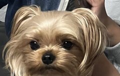 유진이 강아지 뭔가 이쁠 거 같았는데