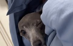 어떻게 강아지들까지