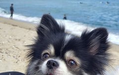 내일은 한빈이 강아지랑 셀카가 올라오길