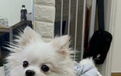 한빈이네 강아지