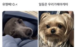 이거 콩딱즈 얼굴이 보임ㅋㅋㅋㅋ