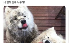 아이공 사모예드 !