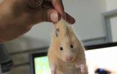 젠성 무뽑기 인용 구경중임