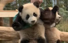 나 요즘 푸바오 동생 쌍둥바오한테