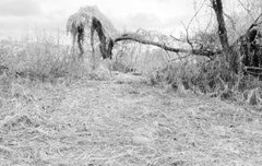 이거 데이드림인가