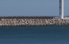 알감자 남주나?