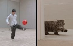 너가 이런데 고양이가 아니라고