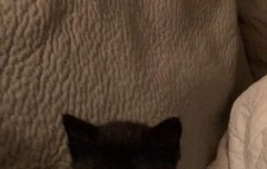 어텬 고양이 발언에 탐라 뒤집어짐