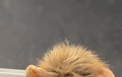 베리레드톡)The Rum Tum Tugger is a curious cat