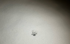 사담)사담의 이유