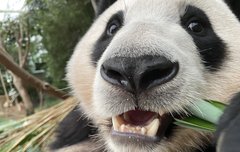 보너스로 동태푸