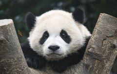 후이바오를 11번째 멤버로