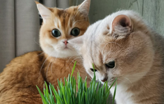 베리레드톡)Friday I'm in love