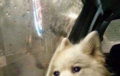 석지니 또 사회봐