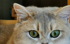 베리레드톡)atmosphere