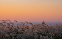 10월 제주, 가을빛으로 물든 섬에서의 완벽한 힐링