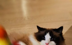 베리레드톡)알(?)사탕?