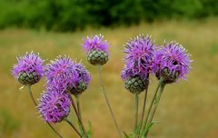 [좋은글] 엉겅퀴의 효능