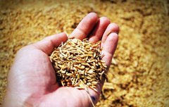 [좋은글] 죽어가는 몸 세포 살리는 식품