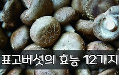 [좋은글] 표고버섯의 효능 12가지