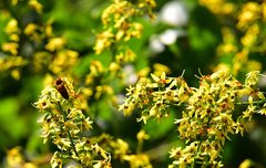 [좋은글] 【모감주나무】