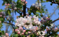 [좋은글] 화이부실華而不實 - 꽃뿐이고 열매가 없다, 겉만 화려하고 실속이 없다.