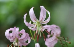 [좋은글] 【솔나리】