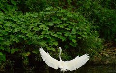 [좋은글] 화표학귀華表鶴歸 – 학이 되어 화표에 앉다, 세상 변천이 덧없다.