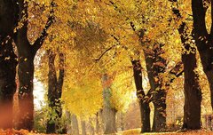 [좋은글] 발몽진락發蒙振落 - 덮개를 벗기고 마른 나뭇잎을 떨어뜨리다, 아주 간단하고 용이한 일