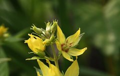 [좋은글] 【참좁쌀풀】