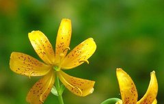 [좋은글] 【섬말나리】