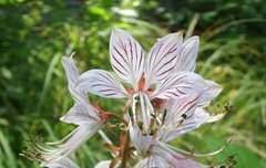 [좋은글] 【백선】