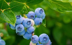 [좋은글] 눈을 밝게 하는 방법