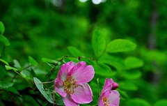 [좋은글] 【생열귀나무】