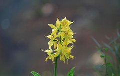 [좋은글] 【금새우난초】