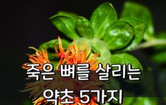 [좋은글] 죽은 뼈를 살리는 약초 5가지