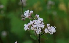 [좋은글] 【연잎꿩의다리】