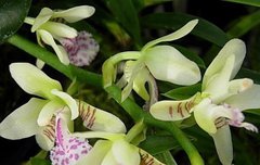 [좋은글] 【나도풍란】