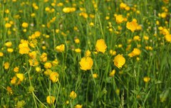 [좋은글] 몸속의 노폐물을 빼주는 음식