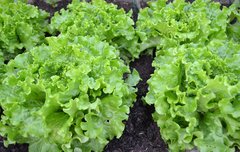 [좋은글] 상추가 이렇게 좋다고...