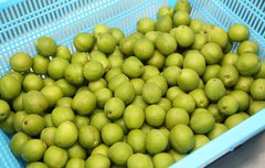 [좋은글] 천연소화제 음식 6가지